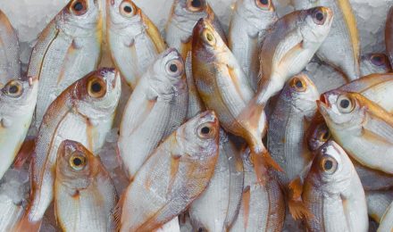 Los productos pesqueros que se exportan desde Panamá